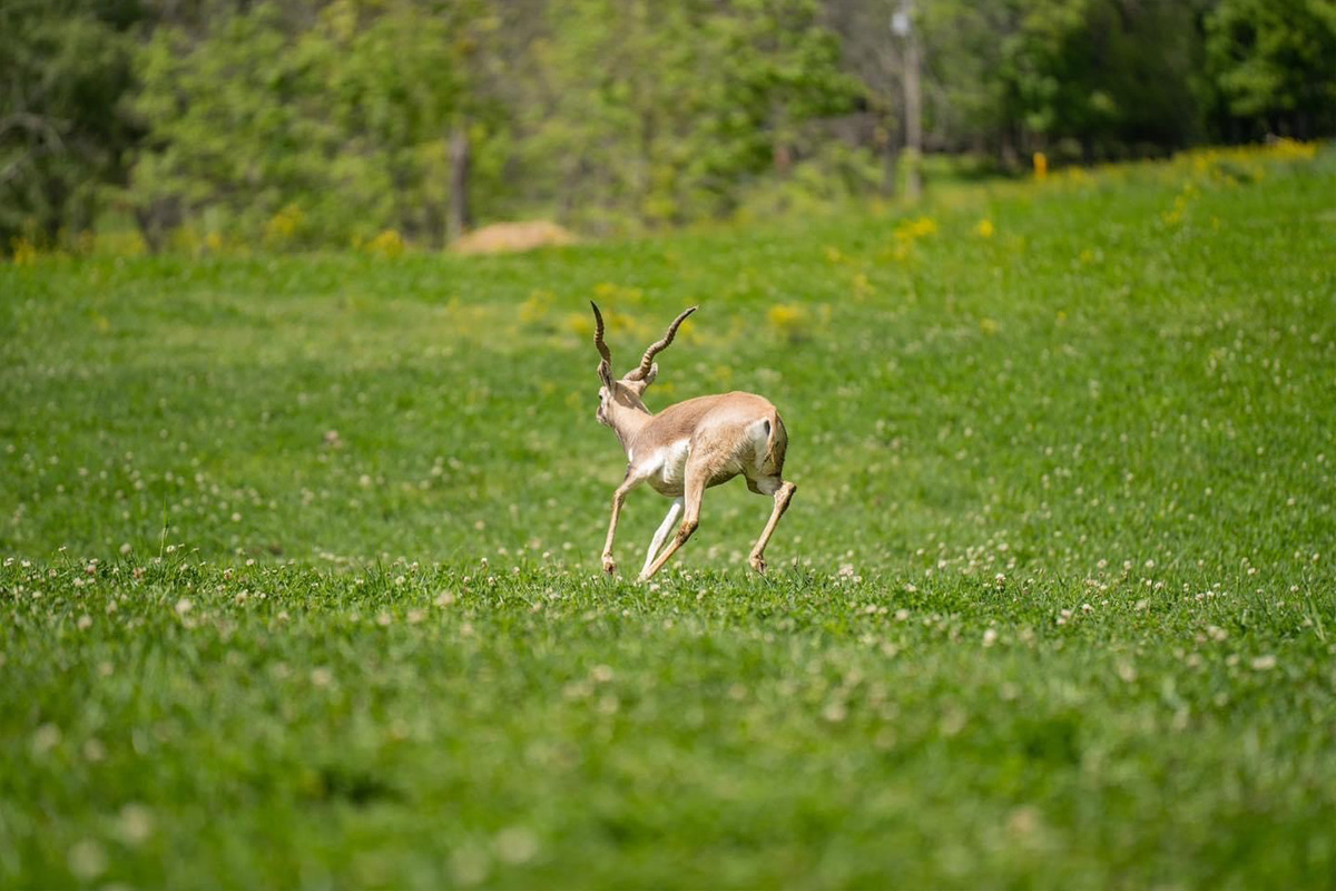 Blackbuck