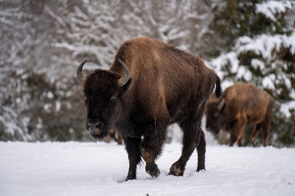 Buffalo - Mountain Meadow Hunting Preserve