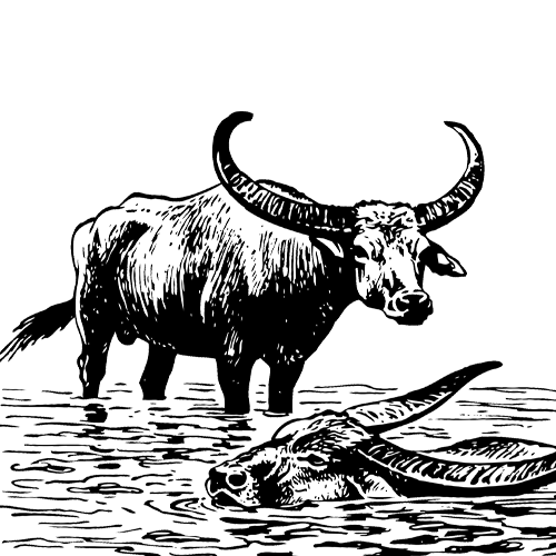 waterbuffalo