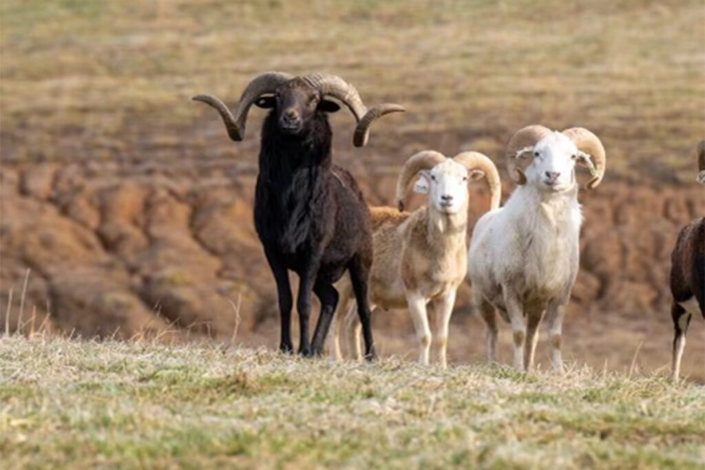 Rams - Mountain Meadow Hunting Preserve